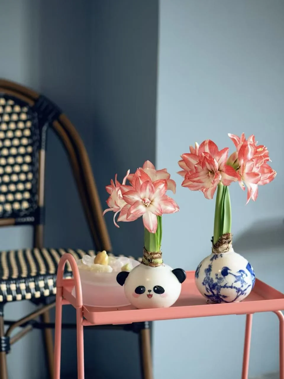 Panda and blue porcelain style waxed Amaryllis bulbs showing custom presentation options