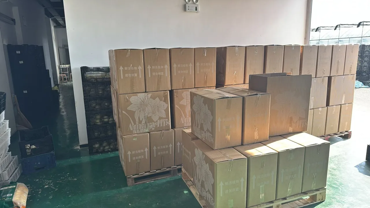 Packed Amaryllis cartons in the dispatch area