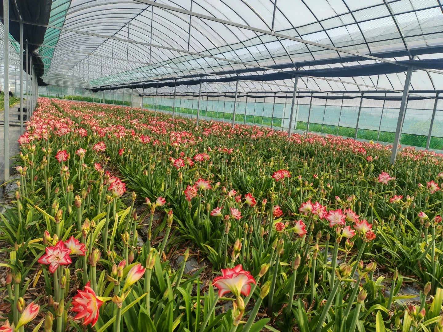 Amaryllis plants flowering inside JOSOI growing base greenhouse