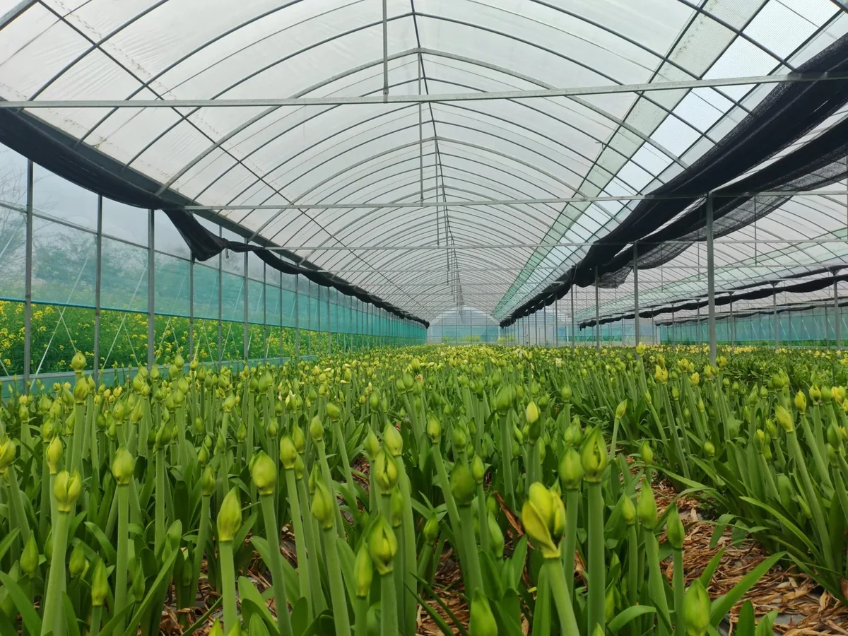 Rows of Amaryllis plants developing buds in the JOSOI greenhouse