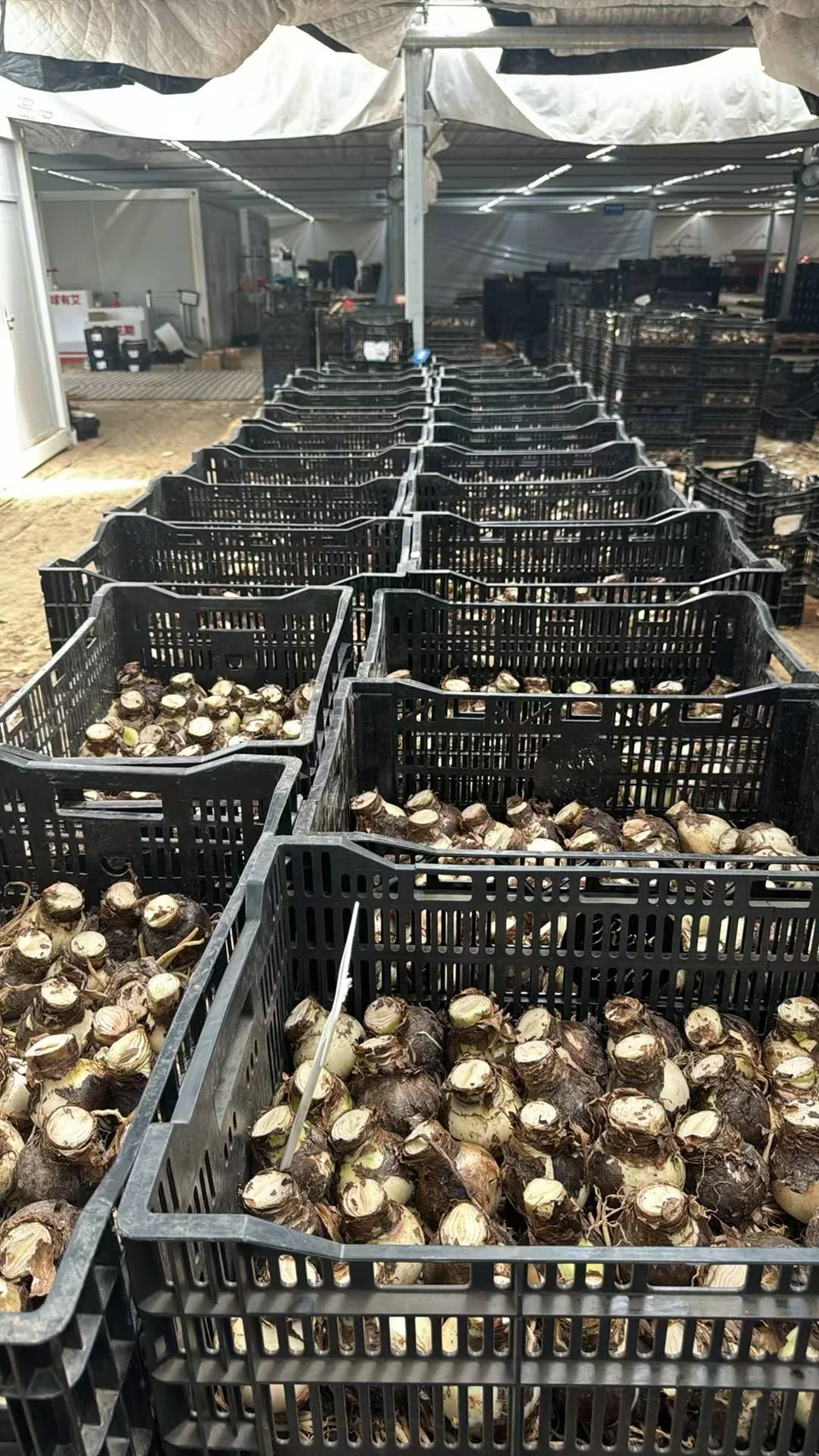 Harvested Amaryllis bulbs organized in handling crates