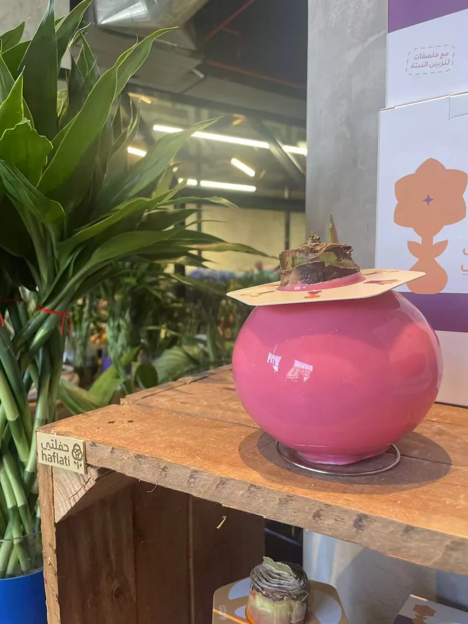 Large pink waxed Amaryllis bulb displayed in a retail setting
