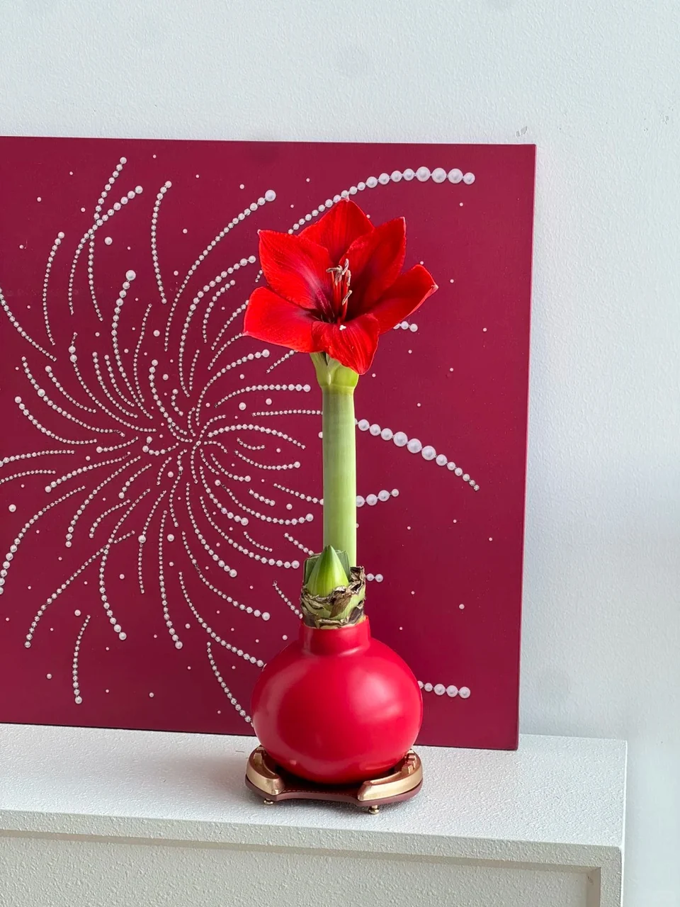Red waxed Amaryllis bulb in a decorative display