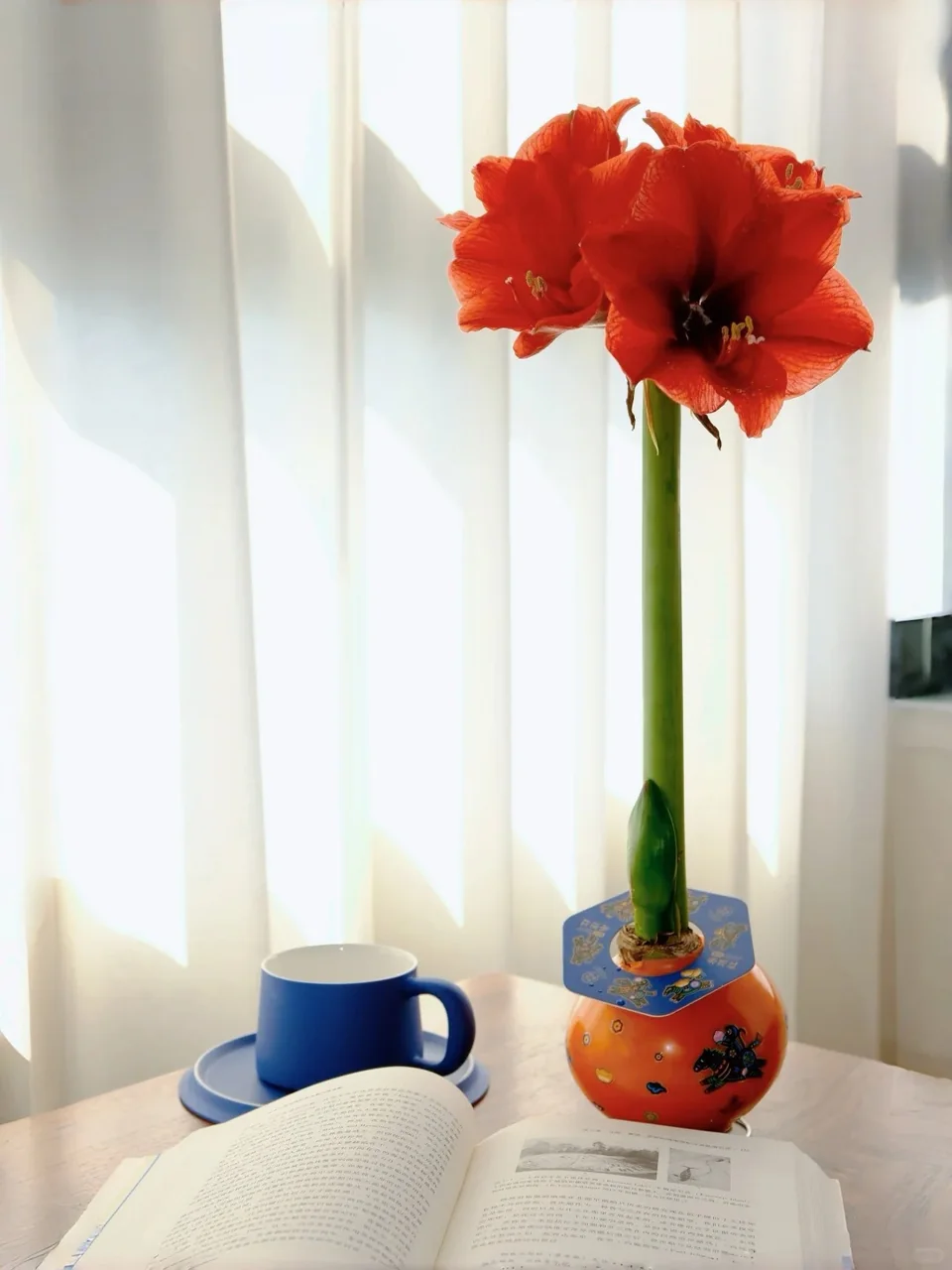 Waxed Amaryllis bulb used in a seasonal interior display