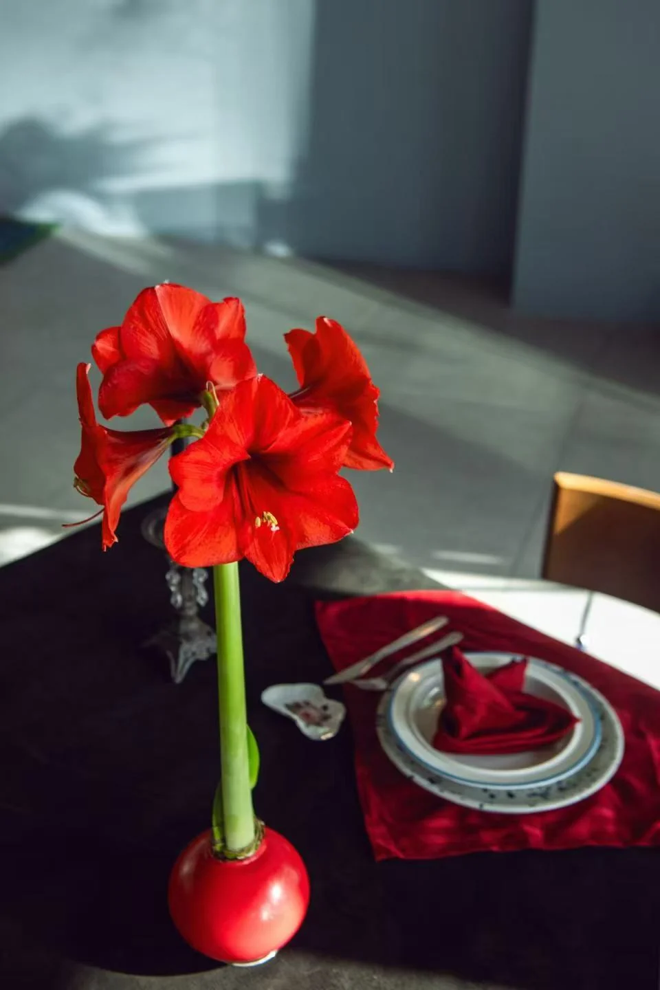 Red flowering waxed Amaryllis bulb for wholesale supply