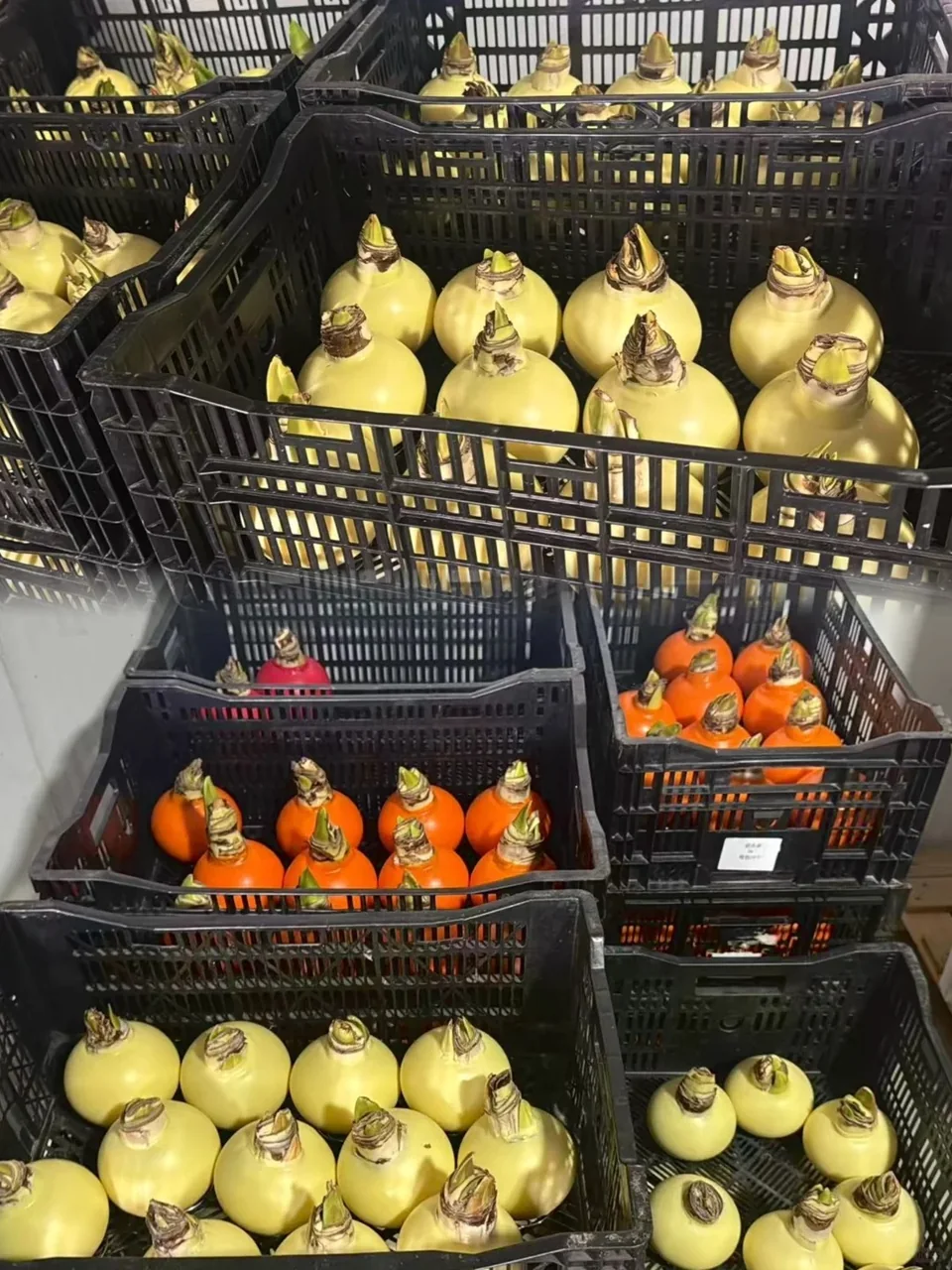 Waxed Amaryllis bulbs organized during product preparation